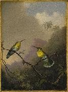 Copper-tailed Amazili